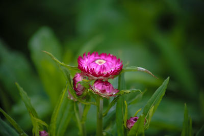 Close-up of pink flowering plant