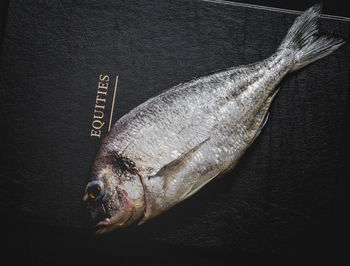 Close-up of fish on book