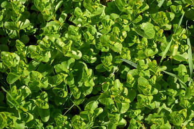 Full frame shot of green leaves