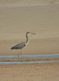 Gray heron on beach