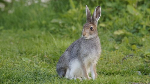 Close-up of a rabbit on field