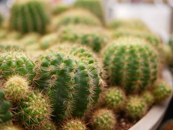 Close-up of cactus plant