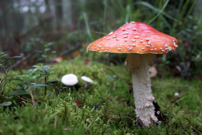 Close-up of mushroom growing on field