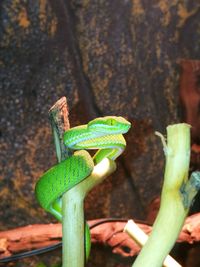 Close-up of lizard on tree trunk