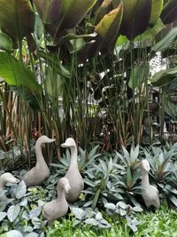 View of white bird on plant