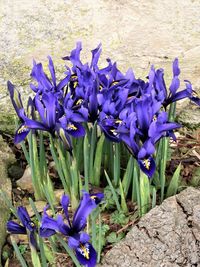 Close-up of purple flowers