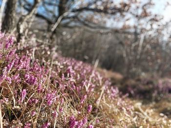 Close-up of purple flowering plants on field