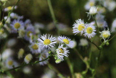 Close-up of white flowering plant