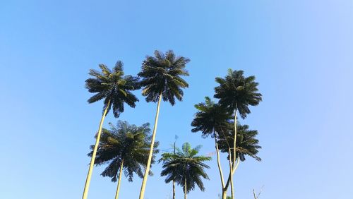Low angle view of coconut palm tree against clear blue sky