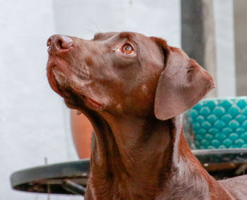 Close-up of a dog looking away