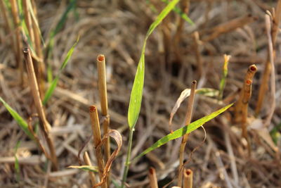 Close-up of plants