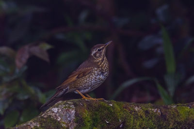 Close-up of bird perching on branch