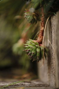 Close-up of plant growing outdoors