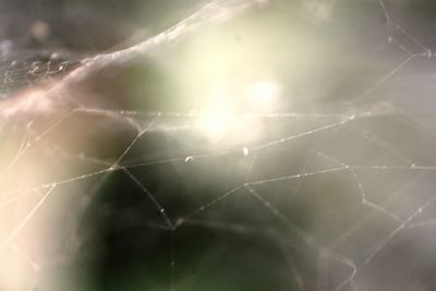 Close-up of spider on web