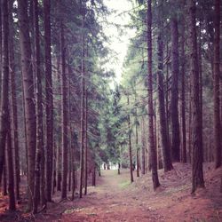 Road passing through forest