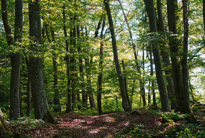 Trees growing in forest