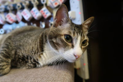 Close-up of cat looking away at home