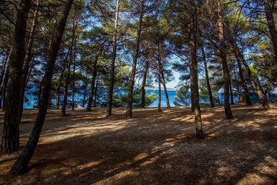 Trees in forest