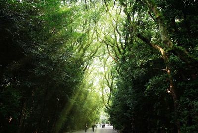 Trees growing in forest