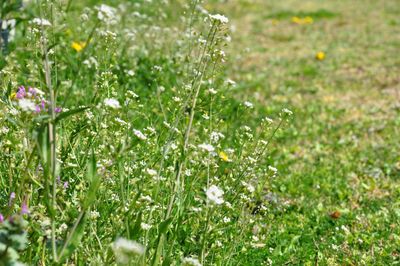 Close-up of purple flowering plant in field