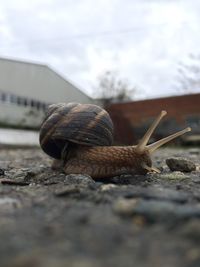 Surface level view of snail