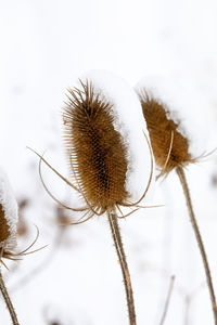 Close-up of wilted thistle against sky