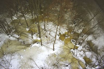 Close-up of bare trees in winter