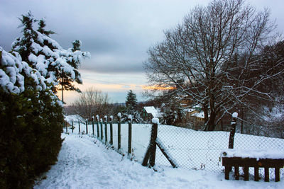 Snow covered plants by fence against sky