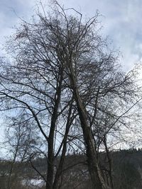 Low angle view of bare trees against sky