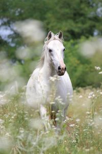 Close-up of horse on field