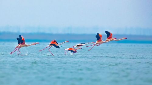 View of birds on sea shore