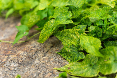 High angle view of leaves on field