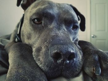 Close-up portrait of dog relaxing at home