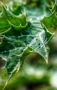 Close-up of water drops on leaves