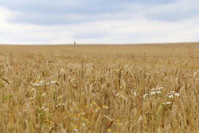 Scenic view of wheat field against sky