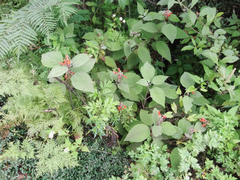 High angle view of plants