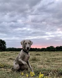 Dog sitting on field