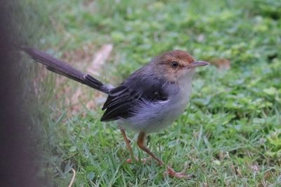 Close-up of a bird on grass