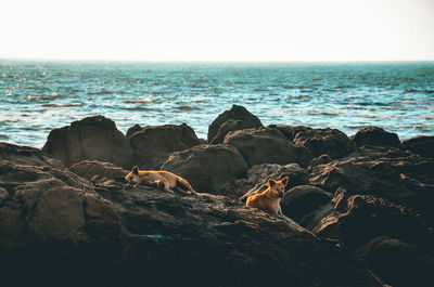 Rocks on beach against clear sky