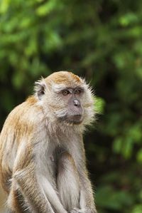 Close-up of monkeys looking away