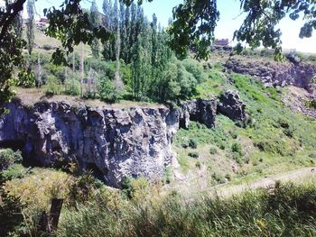 Scenic view of trees against sky
