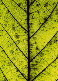 Full frame shot of yellow tree