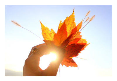 Close-up of autumn leaf against sky