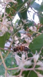 Close-up of insect on plant