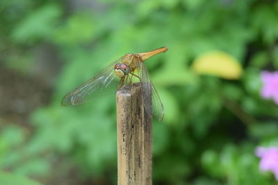 Close-up of dragonfly on wooden post in the tropical garden 