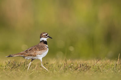 Close-up of bird on field