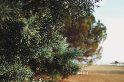 Close-up of tree