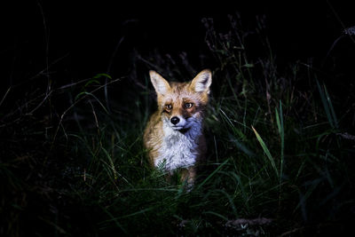 Fox amidst grass at night