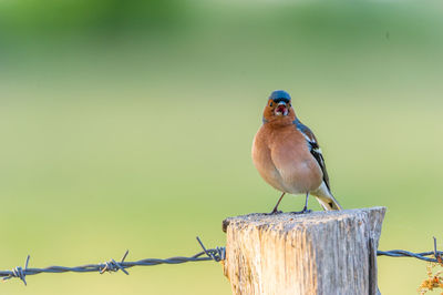 Close-up of bird perching outdoors