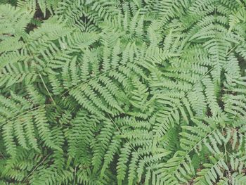 Full frame shot of green leaves